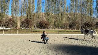 Atlarda Lonj Ve Gerdan Kırma Üzerine