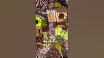 #سورة_التكاثر #قرآن #تحفيز #تزاوج_البادجي #العراق #اليمن #السعودية #طيور #البادجي #quran #birds #us