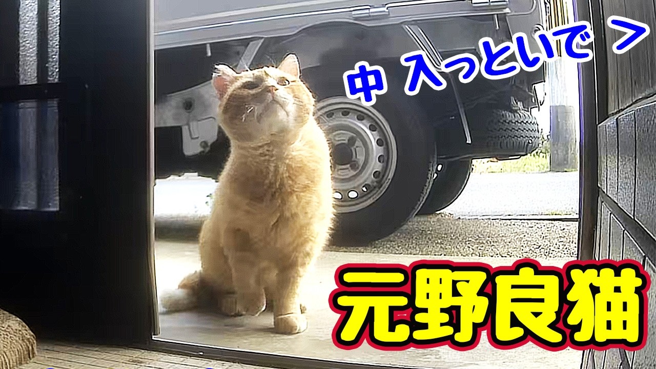 Confused because it's different from usual [Former stray cat