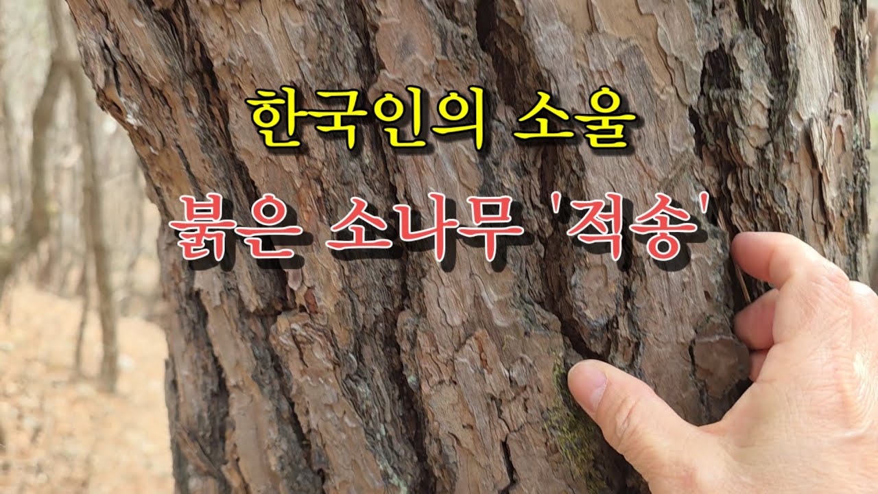 우리나라의 소나무 '적송'. 붉은 나무 줄기가 매력 #적송 #소나무 - YouTube