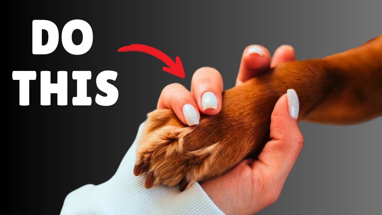 11 Ways to Tell Your Dog You Love Them (So They Can Understand) - YouTube