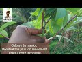 Culture du manioc  booste 4 fois plus ton rendement en champ grce  cette technique