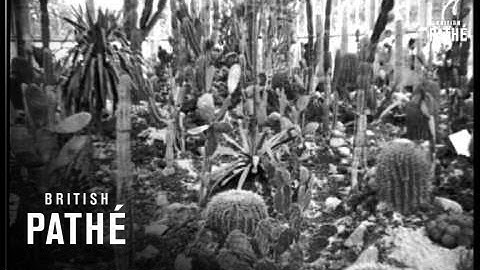 Cactus Queeriosities (1930)