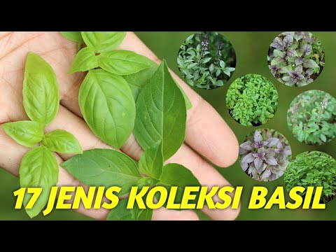 Video: Apa Itu Bush Basil - Ketahui Tentang Bush Basil Vs. Tumbuhan Herba Basil Manis