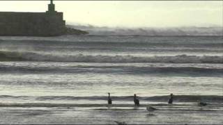 Gaviotas en la playa sur de Peñiscola