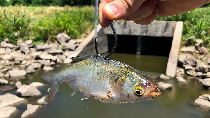 Fishing GIANT LIVE Baits in a Tiny CREEK SPILLWAY!!!