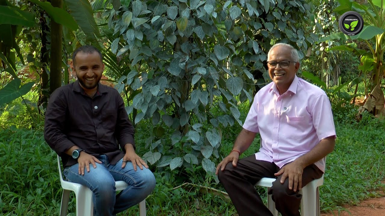 ಕಾಳುಮೆಣಸಿಗೆ ಸಿಂಪಡನೆ, ಕೊಯ್ಲು - ಶ್ರೀ ಸುರೇಶ ಬಲ್ನಾಡು| Black Pepper Pest and Diseases | Harvesting Pepper