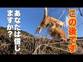 信じられない!まるで人間みたいな行動で妹と老人を守った猫がいます!