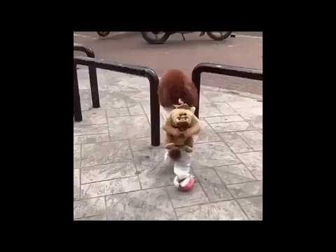 საყვარელი ცუგა /  Lovely Puppy