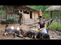 Return to the village to buy more pigs to raise, cook pig bran and take care of farm animals