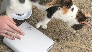 how to get your CAT to sign her NAME (paw print)