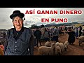 El NEGOCIO de la GANADERÍA en PUNO | Frans