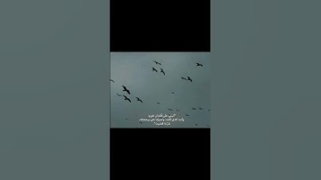 صوته جميل ☺️ 😍 اسم القارئ عبد الرحمن مسعد #quran #لايك #قراني #راحة_نفسية #عبدالرحمن_مسعد