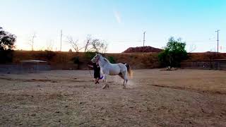 Horse Lunging Arabian Horse In Malibu At White Cloud Ranch
