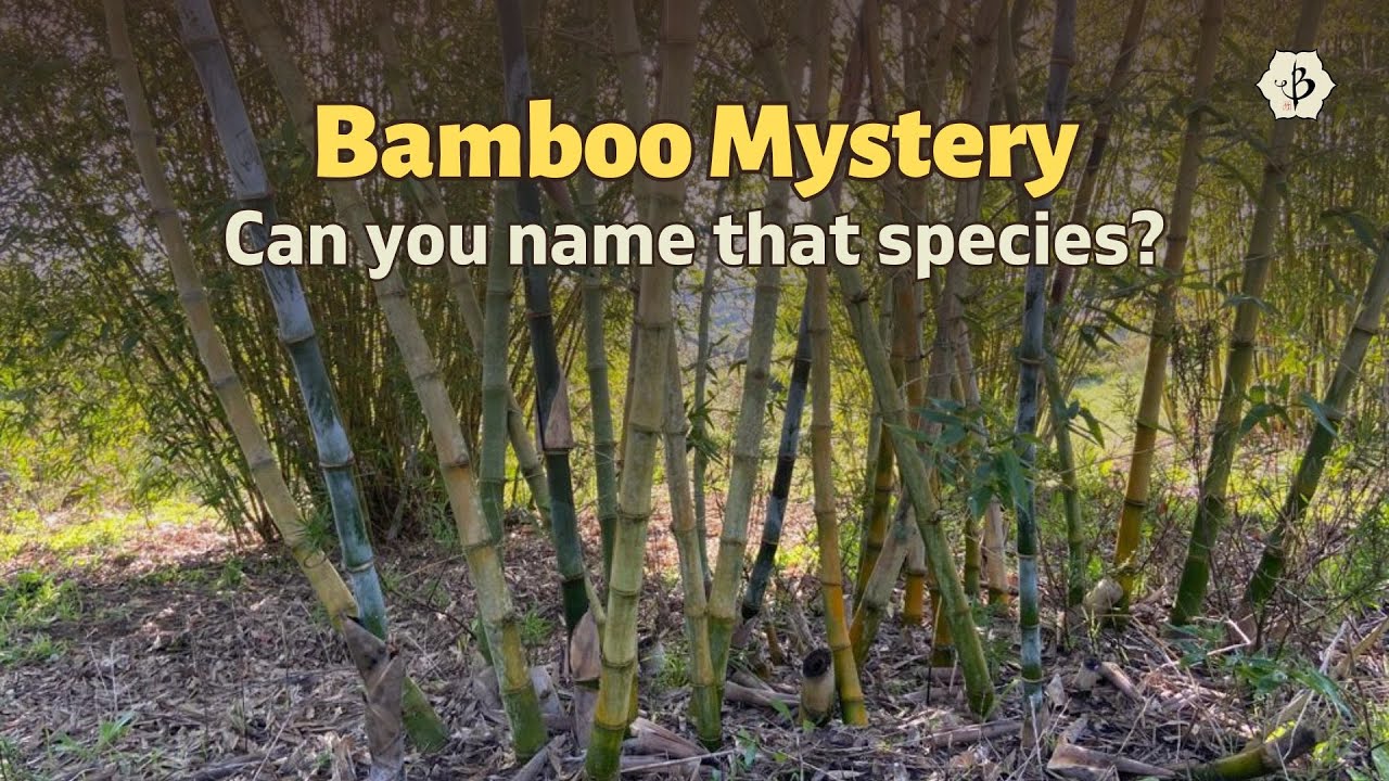 Can you name that bamboo species?