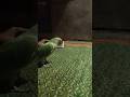 The Shocking Truth About Baby Parrots🦜Baby parrot growth day by day #babyparrot #parrotsound #1