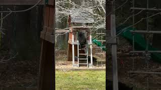 Bear has a blast on backyard slide in Simsbury