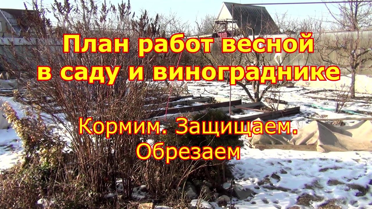 Планы работ весной в саду и винограднике. Кормим. Защищаем.  Обрезаем