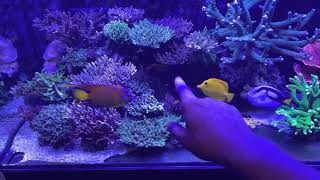 Can Angelfish be kept with coral? screenshot 5