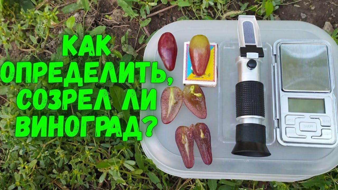 Растрескивание ягод винограда. Виноград преображение лист. Дозревает ли сорванный виноград. Дозревает ли сорванный виноград. Сояки виноград.