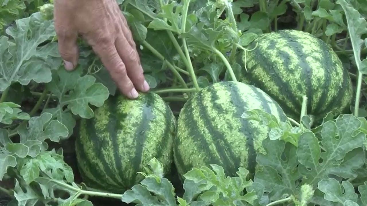 Setva, agrotehnika i prinosi lubenica i dinja