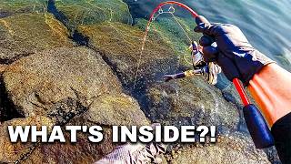 Download lagu Catch & Cook: Dropping Stinky Supermarket Squid into a Hole for Rockfish!
