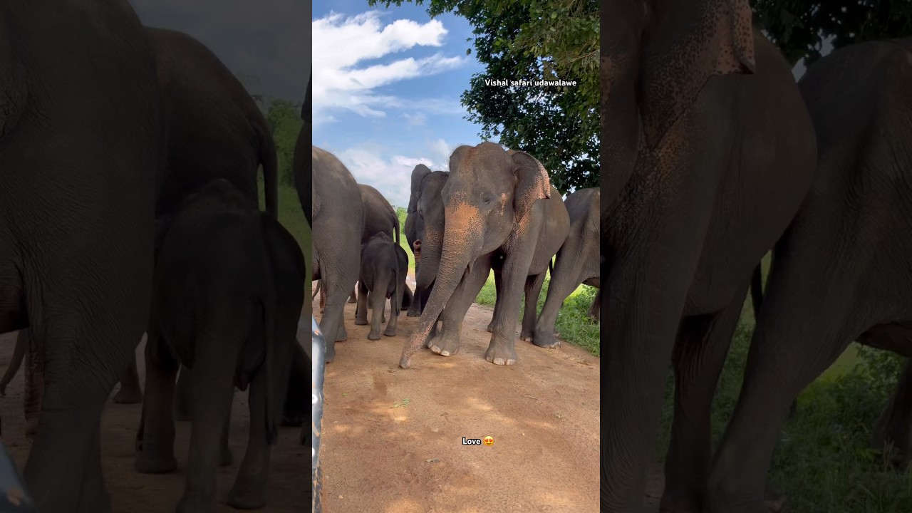 ⁠@VishalSafari8370 #elephant #baby #usa #uk #france #germany #italy #wildlife #animals #travel