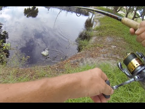 Solo Snakehead and Bass Fishing w/ Horny Toads