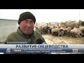 В Акмолинской области растет число желающих заниматься овцеводством