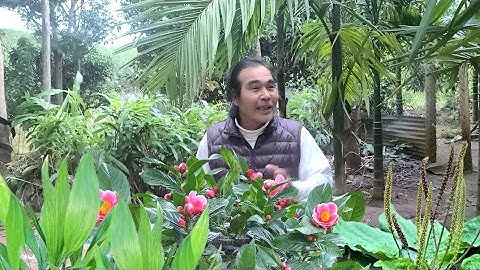 những cây thuốc quý giá quanh ta phần 2