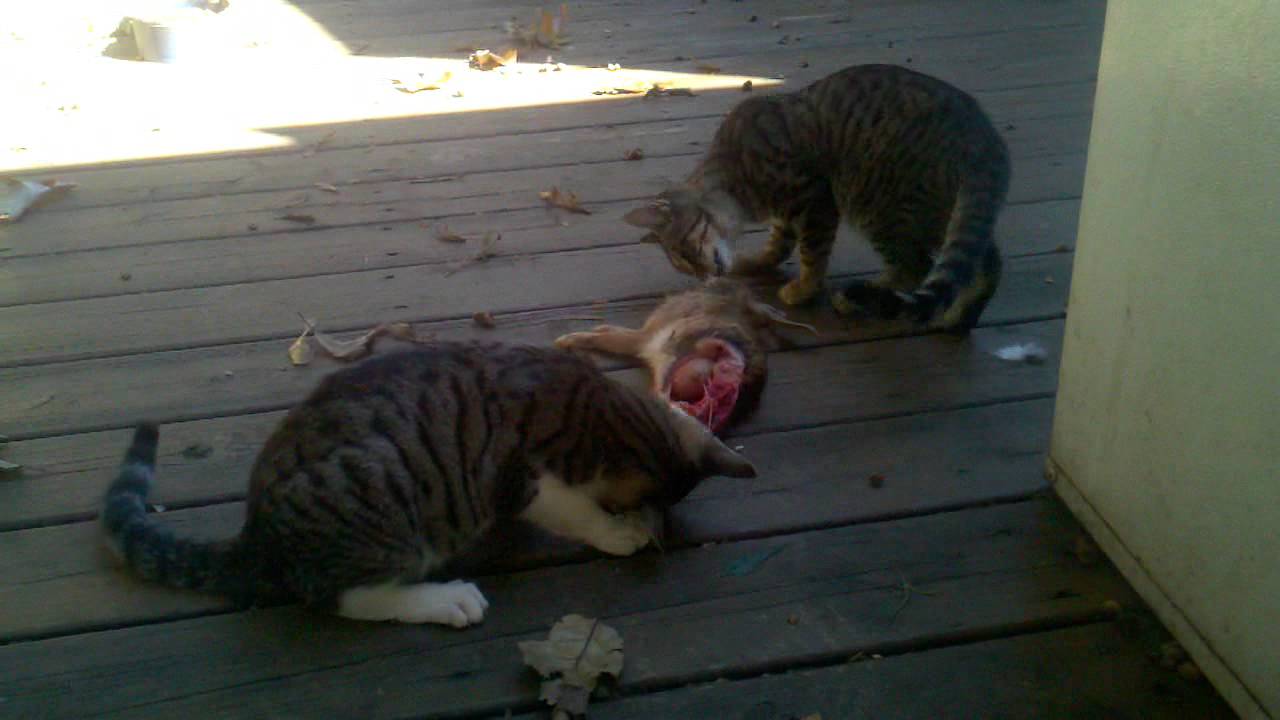 cat not eating but chewing on plastic and tape