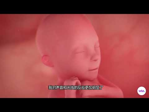 怀孕1-40周：宝宝每周发育状态｜姐妹们必收藏！