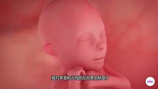 怀孕1-40周：宝宝每周发育状态｜姐妹们必收藏！