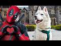 My husky visits hatley castle did we see deadpool