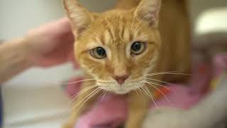 Hsvb Shelter Cats Christmas 2020