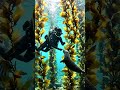 ocean life ✅