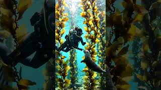 ocean life ✅