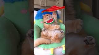 #exlittlebeans insists on performing a show for everyone, come and watch! #funnycats #funnyvideo