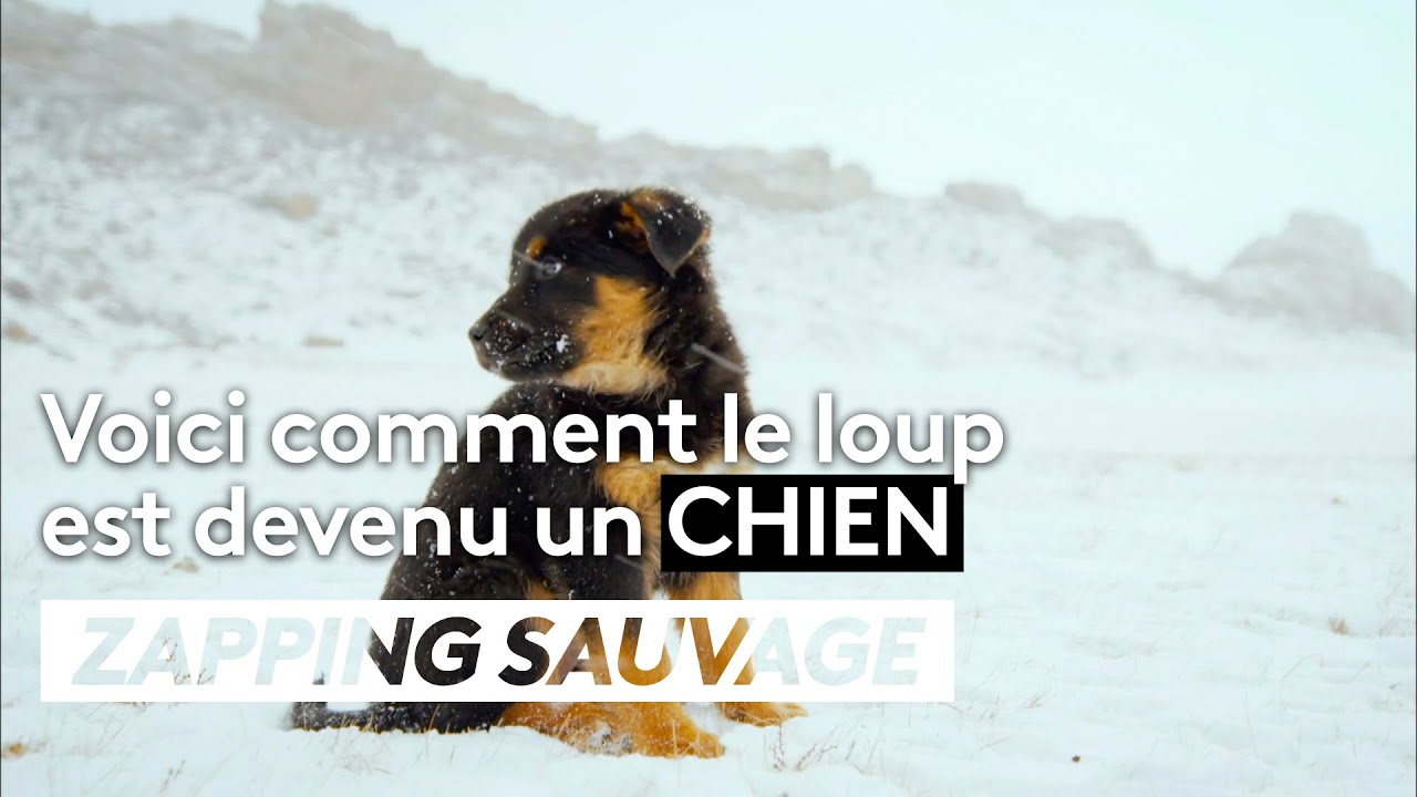 Voici comment le loup sauvage est devenu un chien - ZAPPING SAUVAGE