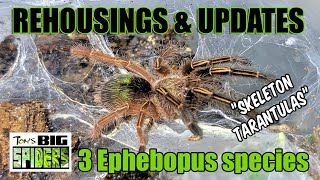 3 Ephebopus species 'Skeleton Tarantulas' Rehousings and Updates