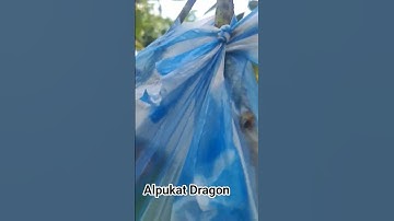 Thumbnail of Buah Alpukat Dragon #oldies #coversong #singer #song #vintage #music #coffee #froid #alphabet