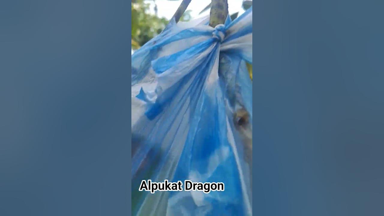 Buah Alpukat Dragon #oldies #coversong #singer #song #vintage #music #coffee #froid #alphabet