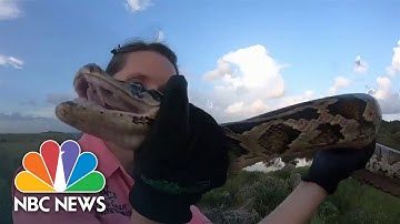 Florida Hosts Annual Python Hunting Competition