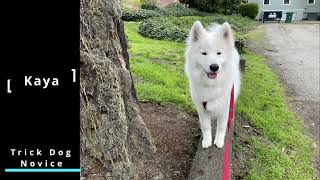 Kaya the Samoyed Tries to Earn Trick Dog Novice