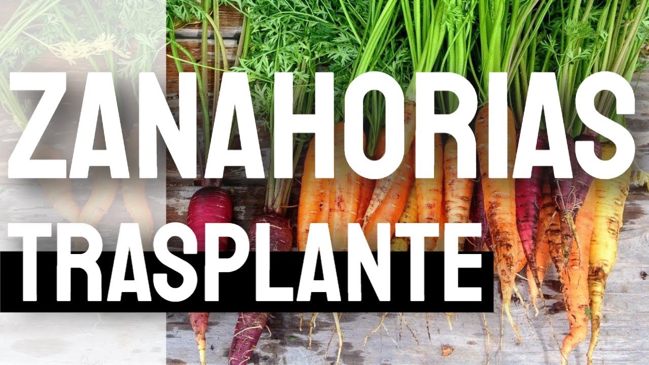 ✅TRASPLANTAR  ZANAHORIA🥕 -  🤔- 🔬MIRADASBIOLOGICAS