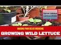 Growing wild lettuce