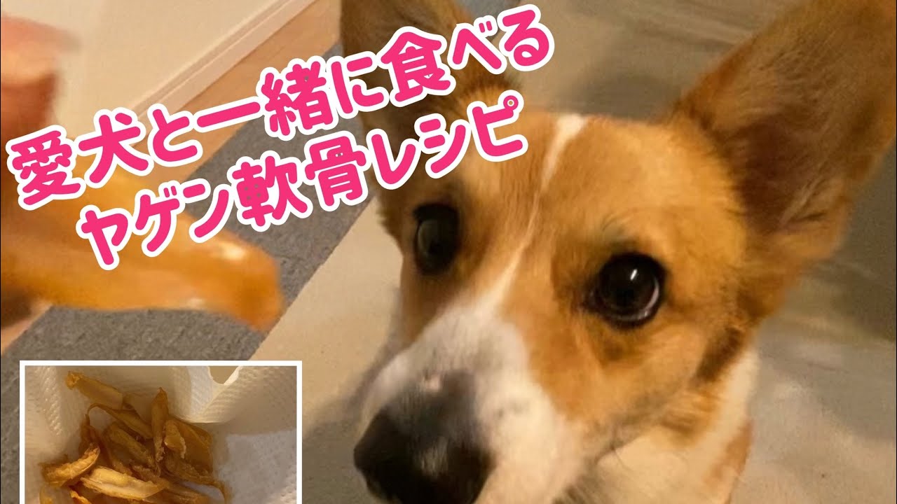 犬用手作りオヤツ 愛犬と一緒に食べるヤゲン軟骨レシピ 股関節強化 水分補給 コーギー仔太郎 Cooking To Eat With Lovely Dog Gristle Funny Corgi Youtube 犬用手作りオヤツ 愛犬と一緒に食べるヤゲン軟骨レシピ 股関節強化 水分補給 コーギー仔太郎 Cooking To Eat With Lovely Dog Gristle Funny Corgi Youtube