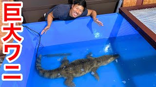I take over a huge crocodile of about 2m - YouTube