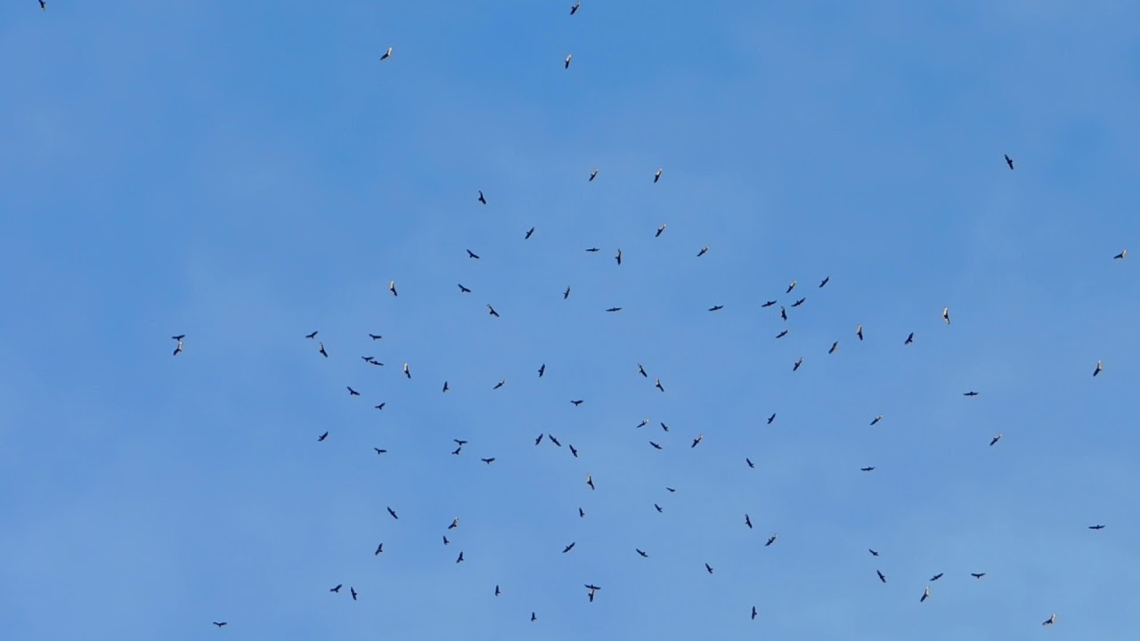 Turkey Vulture migration, Wickenburg, AZ (video 1 of 6) YouTube