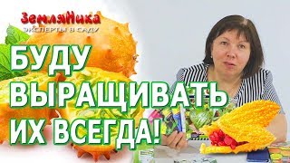 Самые необычные тыквенные! Момордика, огурдыня мандурия, африканский огурец, ангурия, милотрия.